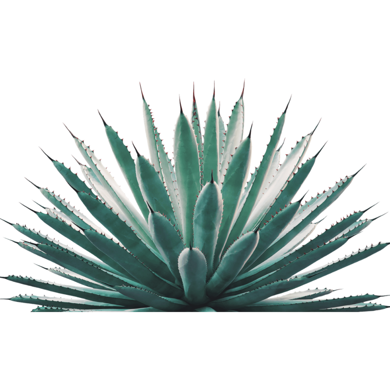 Blue Weber — Agave tequilana