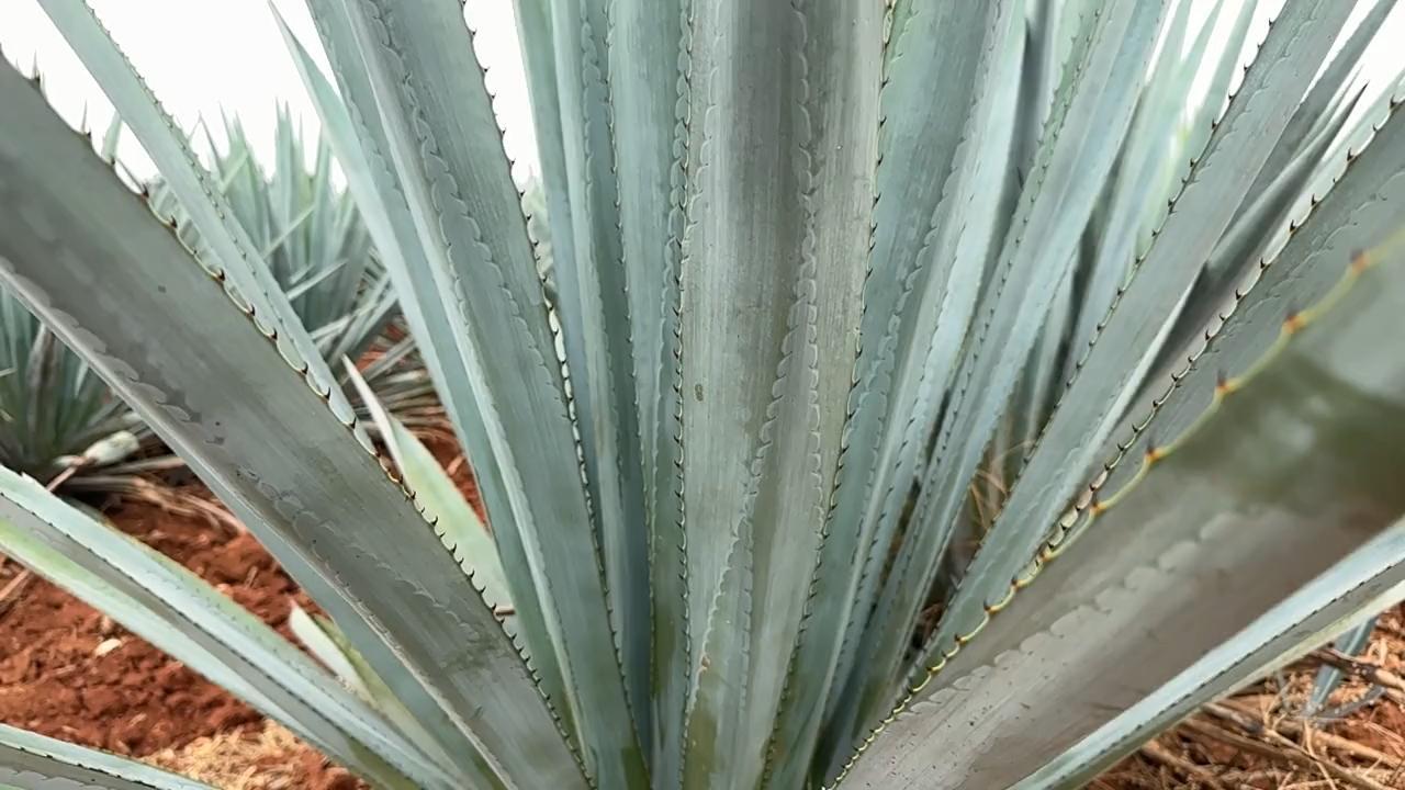 Anbau