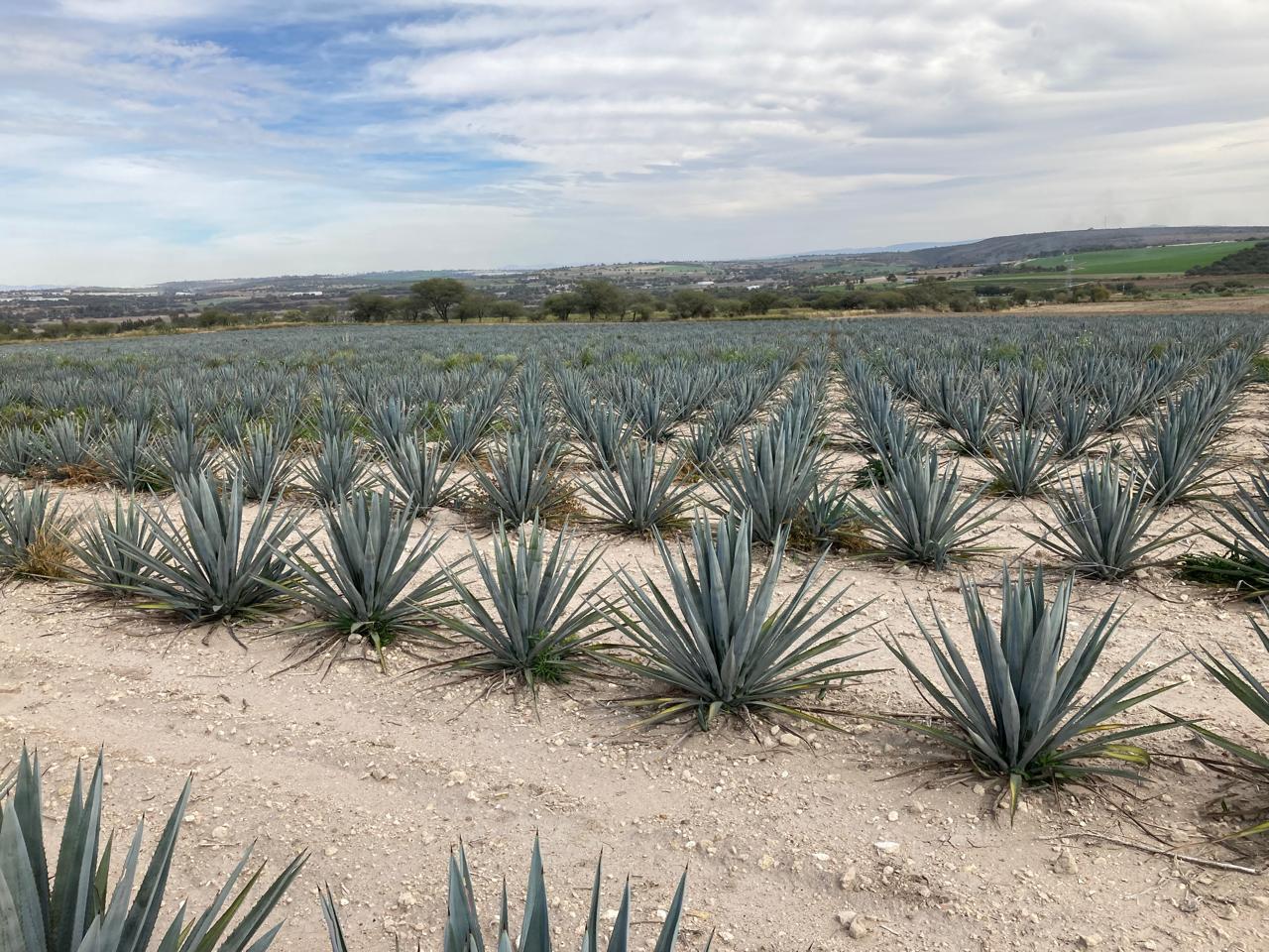 Los Altos de Jalisco