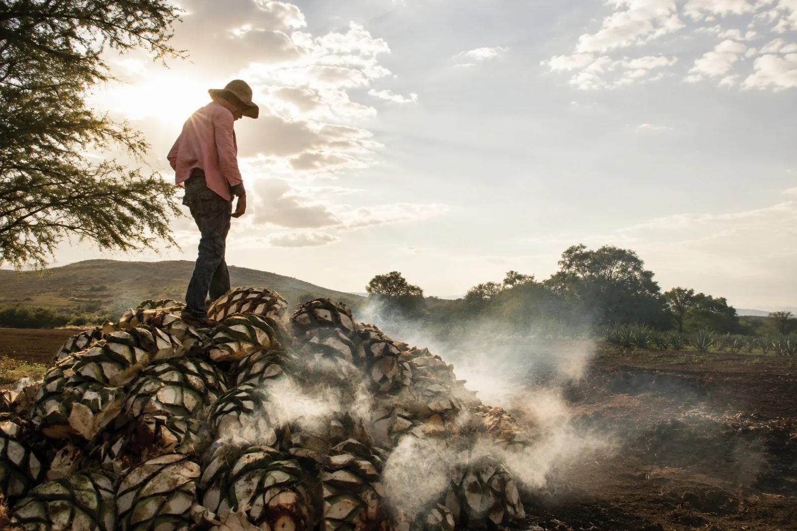 Der Maestro von Kuzca auf frisch gerösteten Piñas am Palenque