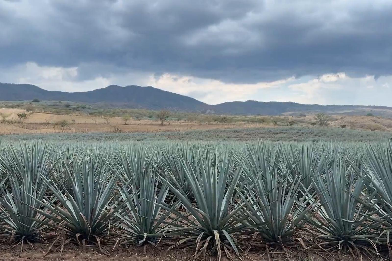 Das Agavenland von Real de Ixtlán vor den Bergen Nayarits